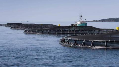 Cooke Aquaculture Inc. buying 54 per cent of South American salmon farm