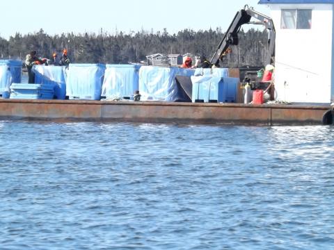 Dead Fish Continue to Be Removed from Fish Farm at Owl’s Head