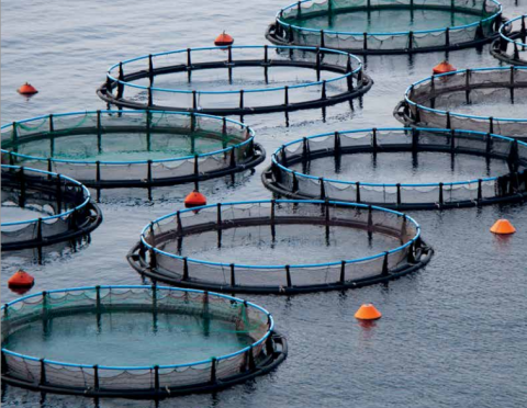 CWF takes position on the aquaculture debate: It´s time to stop