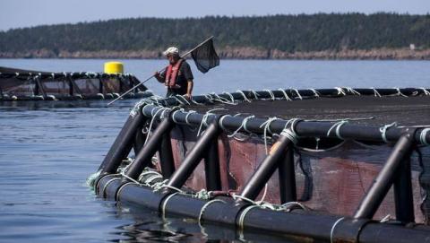 NS taxpayers' money going overseas - Cooke Aquaculture announces $203M Scottish purchase