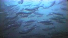 Cull Ordered at South Coast Salmon Farm in Nfl