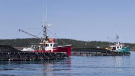 Diluting Fisheries Act to further fish farming