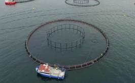 Grieg Seafarms plans to establish sea cage sites in Placentia Bay. (Aqua Maof Group/Submitted)